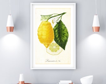 Lemon Printable Wall Art, Vintage Botanical Citrus Fruit Tree Branch Illustration, Downloadable Citrus Kitchen Poster #116