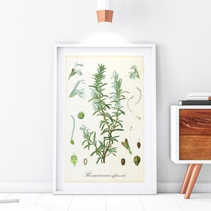 Rosemary Printable Wall Art, Vintage Botanical Rosemary Plant Illustration, Kitchen Herb Poster, Downloadable Art Print #181
