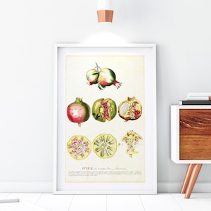 Granatapfel Kunstdruck, Vintage botanische Früchte Diagramm Illustration, Küche Wanddekor, Archivqualität Granatapfel Wandkunst #114