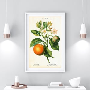 Bitter Orange Printable Wall Art, Vintage Orange Fruit Botanical Poster, Kitchen Wall Decor, Download Orange Citrus Illustration Print #019