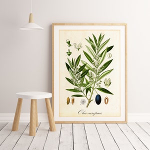 Arte de pared imprimible de aceitunas, póster de pared botánico con ramas de olivo, arte de cocina con aceitunas, descarga la impresión de ilustración botánica de aceitunas n.° 008