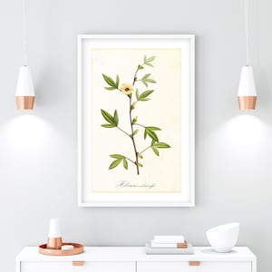 Vintage Hibiskus Poster: Botanische Blumen Illustration (Digitaler Download)