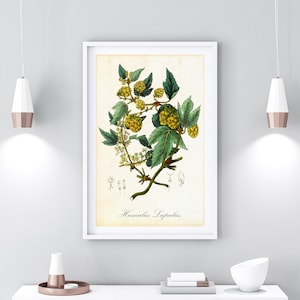 Hop Printable Wall Art, Vintage Botanical Humulus Lupulus Illustration, Hop Plant Poster, Greenery Home Decor, Downloadable Herb Print #045