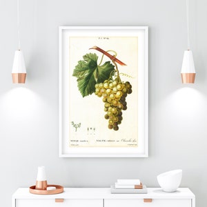 Vintage Grapevine Botanical Art Print: White Grape Illustration (Digital Download)