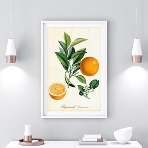 Orange Citrus Printable Wall Art, Antique Botanical Orange Fruit Poster, Kitchen Wall Decor, Downloadable Orange Tropical Fruit Print #018