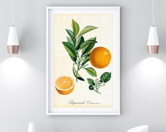 Orange Zitrus druckbare Wandkunst, antike botanische Orange Obst Poster Küche Wand-Dekor, herunterladbare Orange tropische Frucht Druck #018