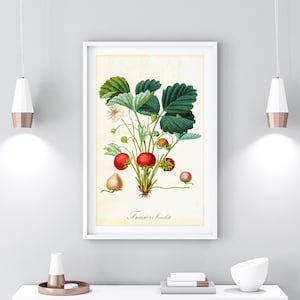 Strawberry Printable Wall Art, Vintage Botanical Strawberry Illustration, Fruits Wall Decor, Food Poster, Downloadable Strawberry Print #076