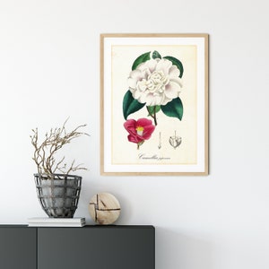Camellia Giclee Art Print, Vintage Botanical Camellia Japonica Illustration, Archival Quality White Floral Poster #179