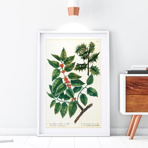 Holly Giclee Art Print, Vintage Botanical Holly Tree Branch Illustration, Green Kitchen Poster, Archival Wall Art Print #126