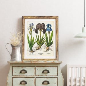 Irises Printable Wall Art, Iris Vintage Botanical Illustration, Floral Kitchen Poster, Downloadable Besler Irises Print #127