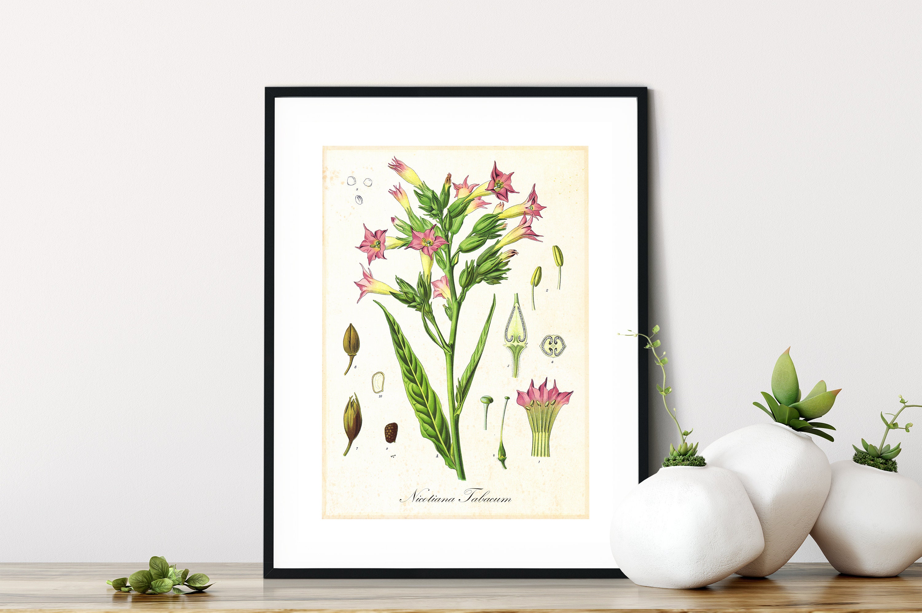 Tobacco Printable Wall Art Poster Vintage Tobacco Plant | Etsy