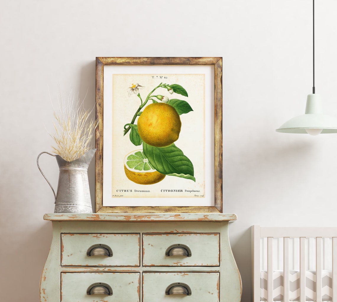 Citrus Pomelo Giclee Art Print Vintage Botanical Citrus Fruit - Etsy