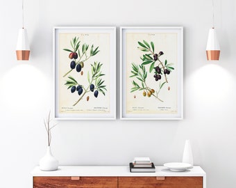 Set of 2 Olive Printable Wall Art, Olive Tree Branch Botanical Print Set, Olive Kitchen Art Decor, Set of 2 Download Botanical Art Prints