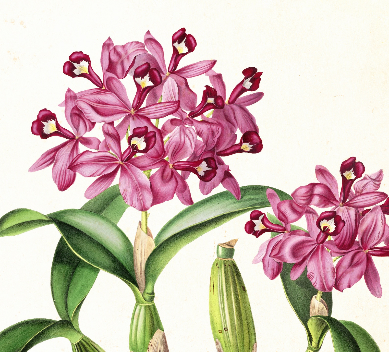 Orchid Printable Wall Art, Vintage Botanical Orchid Flower Illustration ...