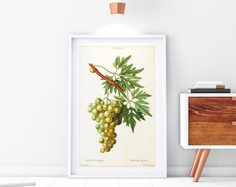 White Grape Giclee Art Print, Vintage Botanical Grapevine Illustration, Archival Quality Wine Wall Poster #175