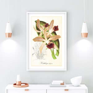 Vintage Cattleya Orchid Print: Botanical Floral Illustration (Digital Download)