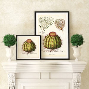 Kaktus Giclee Art Print, Vintage Melocactus & Rose von Jericho Botanische Illustration, Archival Quality Kaktus Poster #052