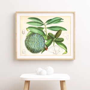 Conifer Tree Branch Wall Art Print, Vintage Botanical Pacific Kauri Cone Illustration, Greenery Poster, Archival Quality Tree Print #046