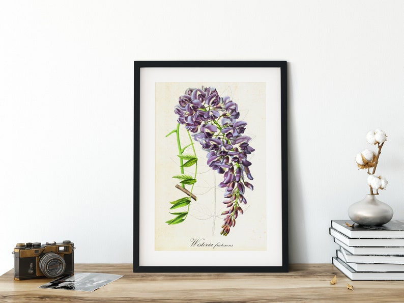 Wisteria Botanical Wall Art Vintage American Wisteria Etsy