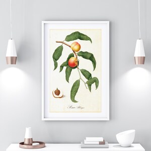 Vintage Peach Botanical Print: Italian Fruit Tree Illustration (Digital Download)
