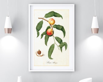 Pfirsich druckbare Wandkunst, Vintage botanische Obstbaum Zweig Illustration, Küche Wand Dekor, herunterladbare Pfirsich Druck #151