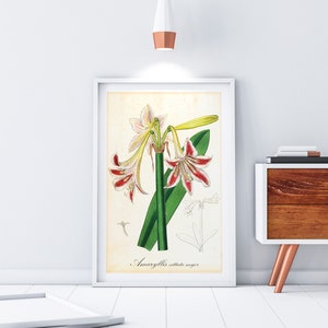 Amaryllis Printable Wall Art, Antique Botanical Amaryllis Flower Illustration, Downloadable Lily Flower Poster #024