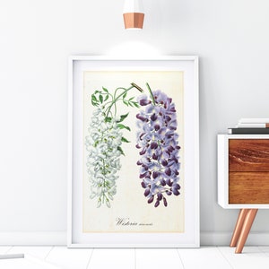 Wisteria Printable Wall Art, Vintage Botanical Chinese Wisteria Illustration, Floral Kitchen Decor, Downloadable Wisteria Print #101