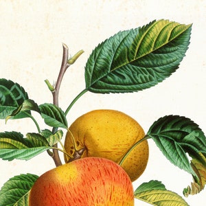 Ensemble dimpressions dart Apple Giclee 912 , illustrations botaniques vintage de branches de pommier, ensemble de 3 affiches de cuisine de fruits de qualité archivistique image 3