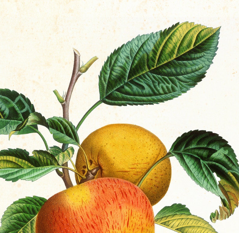 Ensemble dimpressions dart Apple Giclee 912 , illustrations botaniques vintage de branches de pommier, ensemble de 3 affiches de cuisine de fruits de qualité archivistique image 3