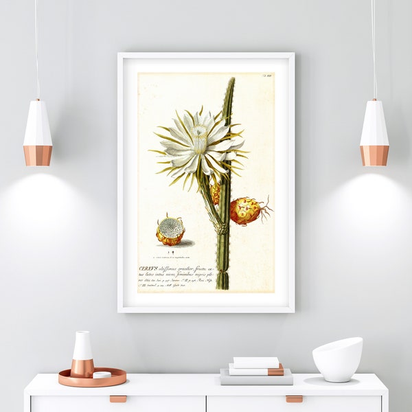 Cereus Printable Wall Art, Vintage Botanical Cactus Illustration, Floral Kitchen Poster, Downloadable Flower Print #163