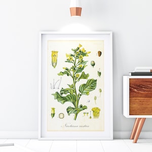 Aztec Tobacco Printable Wall Art Poster, Vintage Tobacco Plant Botanical Illustration, Watercolor Greenery, Downloadable Tobacco Print #182