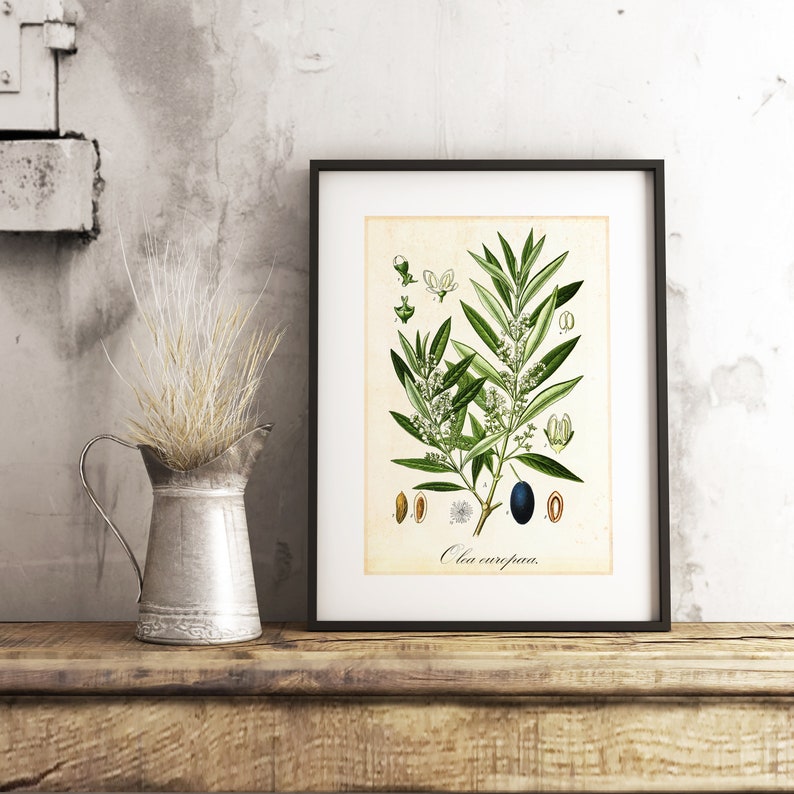 Olive Printable Wall Art Olive Tree Branch Botanical Wall Etsy
