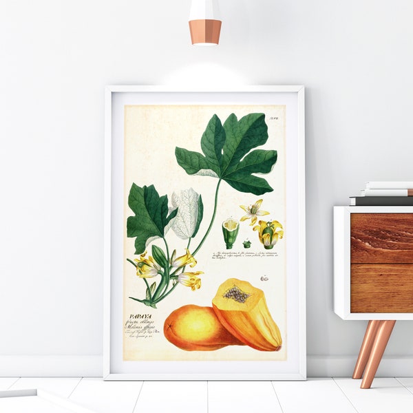 Papaya Printable Wall Art, Vintage Botanical Papaya Plant Illustration, Tropical Fruit Food Poster, Downloadable Papaya Print #060