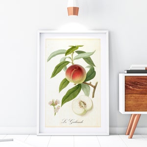 Peach Giclée Art Print, Vintage Botanical Peach Tree Branch Illustration, Kitchen Wall Decor, Archival Quality Fruits Poster #183