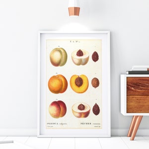 Pfirsich Früchte Giclée Kunstdruck, Vintage botanische Pfirsich Diagramm Illustration, Küche Wand Dekor, Archiv Qualität Obst Diagramm Poster #156