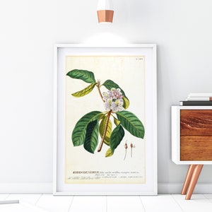 Rhododendron Giclee Art Print, Vintage Botanical Azalea Flower Illustration, Floral Home Decor, Rhododendron Wall Poster #073