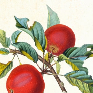 Ensemble dimpressions dart Apple Giclee 912 , illustrations botaniques vintage de branches de pommier, ensemble de 3 affiches de cuisine de fruits de qualité archivistique image 4