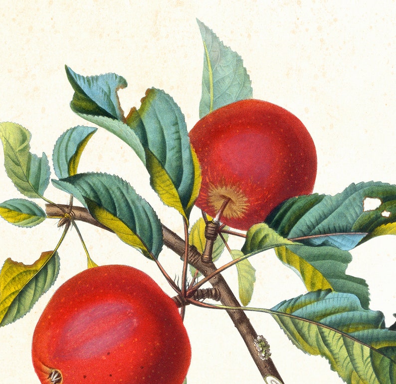 Ensemble dimpressions dart Apple Giclee 912 , illustrations botaniques vintage de branches de pommier, ensemble de 3 affiches de cuisine de fruits de qualité archivistique image 4