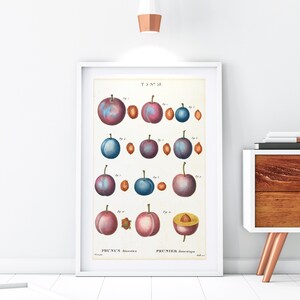 Pflaume Früchte Giclée Kunstdruck, Vintage botanische Pflaume Diagramm Illustration, Küche Wand Dekor, Archiv Qualität Obst Diagramm Poster #173
