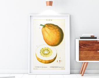 Pomelo Giclee Art Print, Vintage Botanische Zitrusfrucht Illustration, Archivqualität Pomelo Obst Küche Poster #121