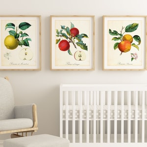 Ensemble dimpressions dart Apple Giclee 912 , illustrations botaniques vintage de branches de pommier, ensemble de 3 affiches de cuisine de fruits de qualité archivistique image 1