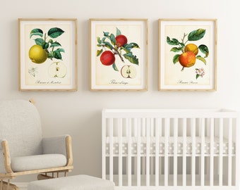 Conjunto de impresiones artísticas de Apple Giclee de 9 "× 12", ilustraciones botánicas vintage de ramas de manzano, conjunto de 3 carteles de cocina de frutas de calidad de archivo