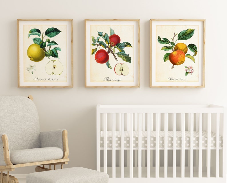 Ensemble dimpressions dart Apple Giclee 912 , illustrations botaniques vintage de branches de pommier, ensemble de 3 affiches de cuisine de fruits de qualité archivistique image 1