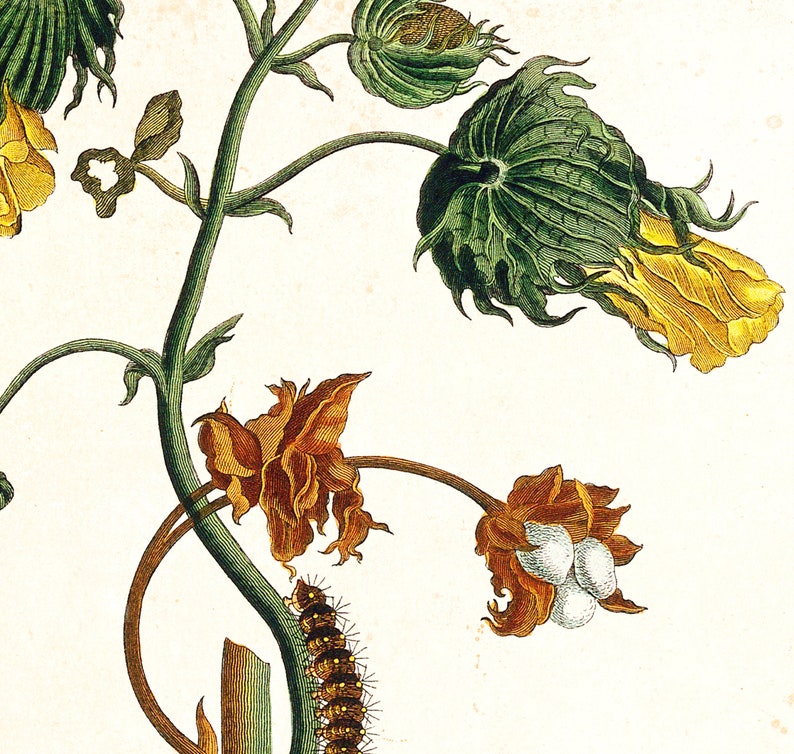 Cotton Plant Giclee Art Print Vintage Botanical Gossypium Etsy UK