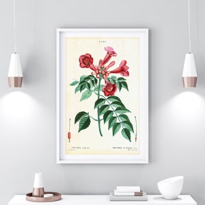Trompetenranke druckbare Wandkunst, Antike botanische Trompetenkriechpflanze Illustration, rosa Blumenposter, herunterladbare Kuh-Juckreiz-Ranke #082