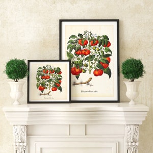 Rote Tomate Giclee Kunstdruck, Vintage Gemüse Aquarell Illustration, Archivqualität Tomate Küche Wand Poster #006