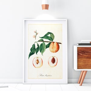 Peach Giclée Art Print, Vintage Botanical Pesca Magdalena Tree Branch Illustration, Kitchen Wall Decor, Archival Quality Fruits Poster #153