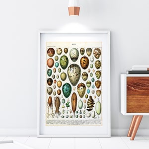 Eggs Printable Wall Art, Vintage Oeufs Illustration by Adolphe Millot, Birds Eggs Ornithology Chart, Downloadable Nature Art Print #091