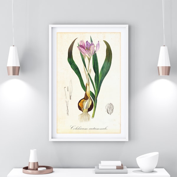 Saffron Crocus Printable Wall Art, Vintage Botanical Saffron Illustration, Pink Flower Poster, Spice Home Decor, Downloadable Print #074