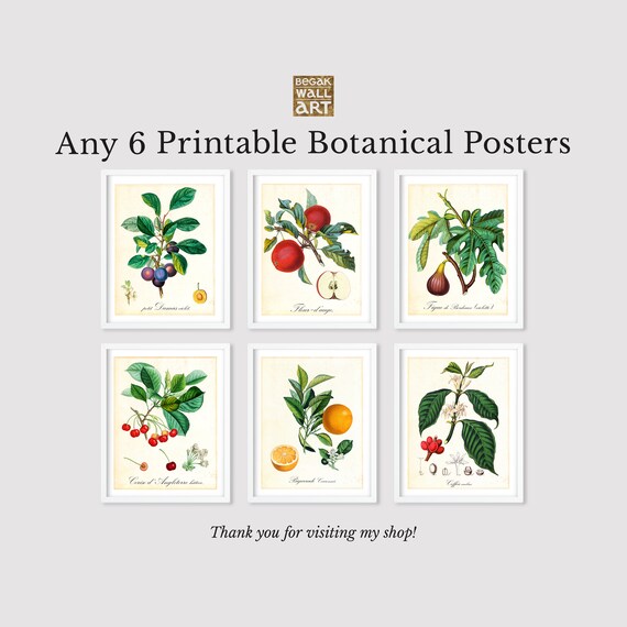 Set of 6 Printable Botanical Wall Art Any 6 Vintage Botanical | Etsy